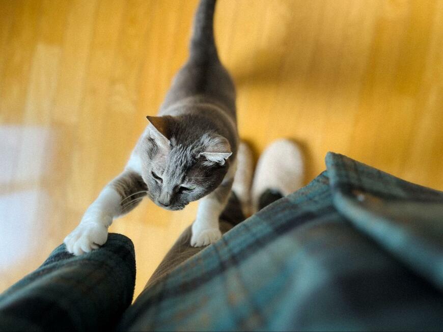 「どっか行くの？ほんとに行くの？？」外出したい飼い主を阻止する猫がかわいい