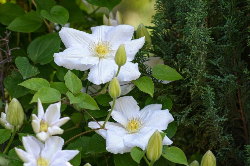 Iryna_L/istockphoto.com