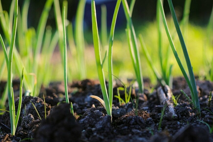 Marina Demidiuk/istockphoto.com