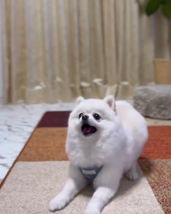 出所：@boku_ponchan