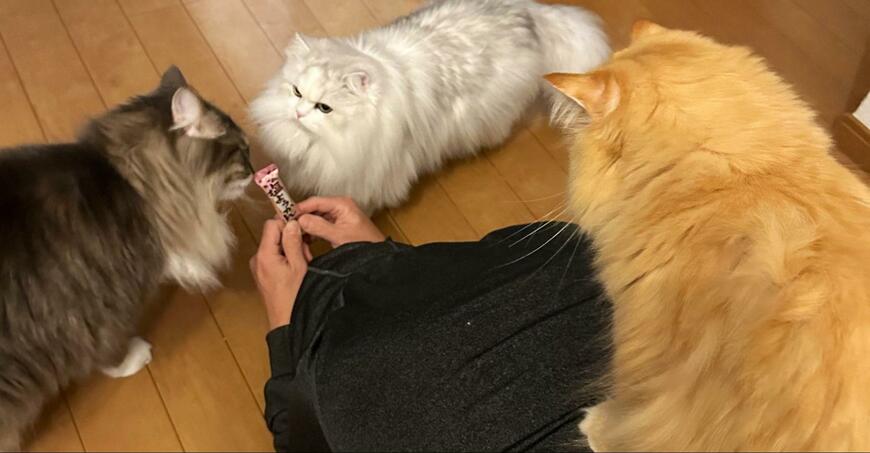 出所：@NEKOLAND13