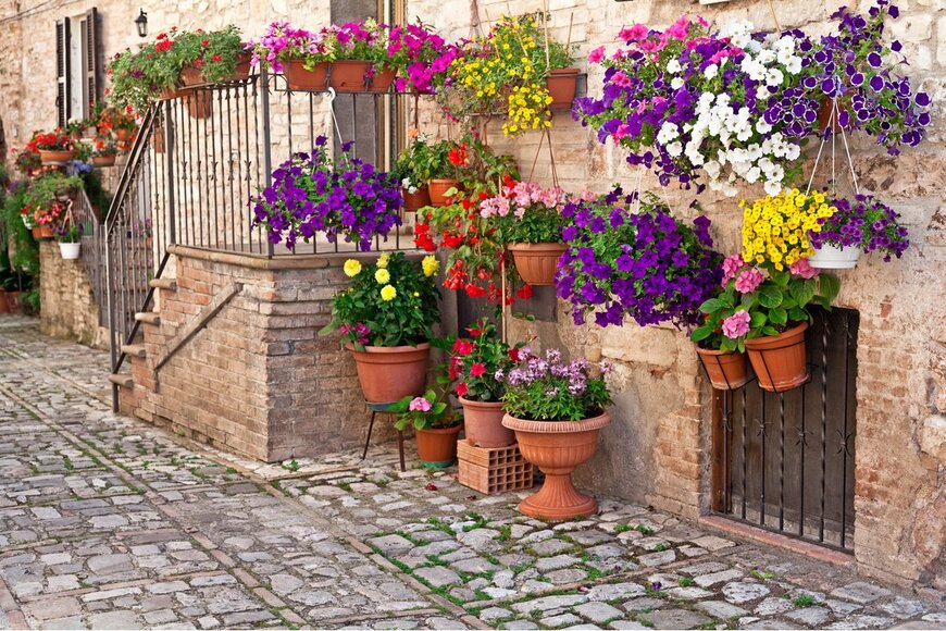 【春のガーデニング】定番人気の一年草オススメ7選！庭や花壇をオシャレに彩る花々