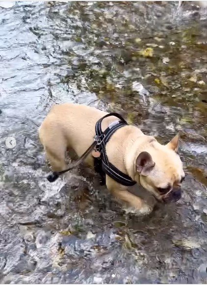水遊びする犬