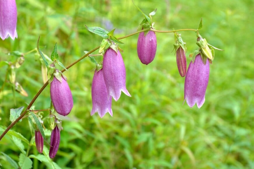 淡い紫色の花を咲かせているホタルブクロ