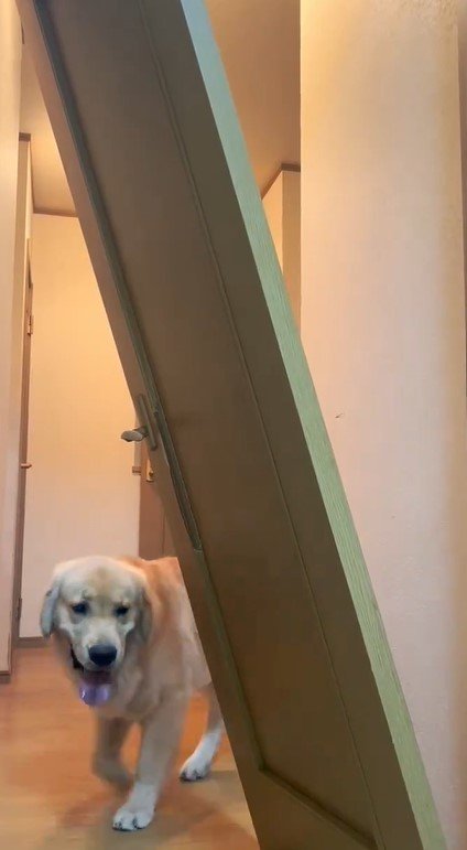故障したドアとかわいい大型犬
