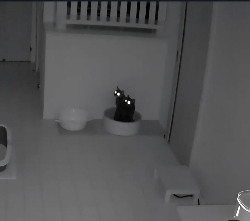 暗闇の中で目が発光している2匹の猫ちゃん