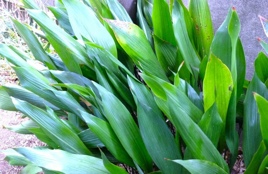 植えてよかったグランドカバー植物と常緑多年草、ハラン