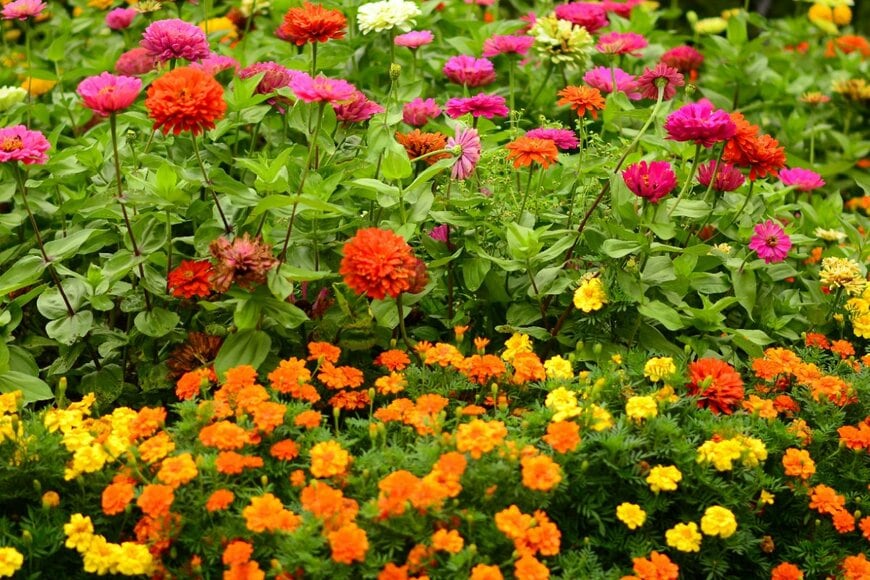 赤やオレンジなど、色とりどりの花々