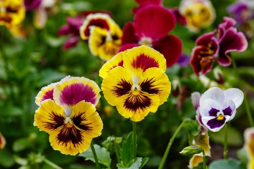 黄色や白、ワインレッドの花を咲かせている、パンジー・ビオラ