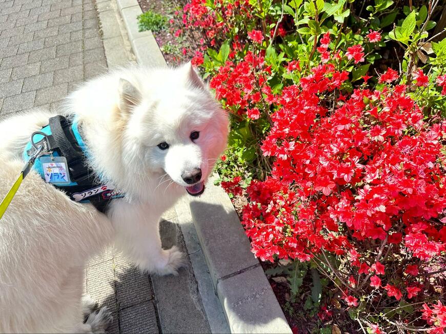 成長したサモエド