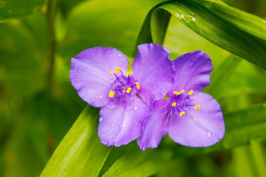 紫色の花を咲かせている、ムラサキツユクサ