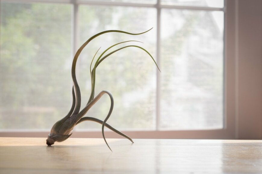 チランジア・ブルボサ