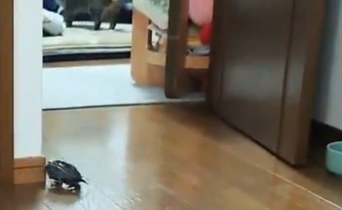 小雪ちゃんを追いかけていた軍曹くんは壁に激突！