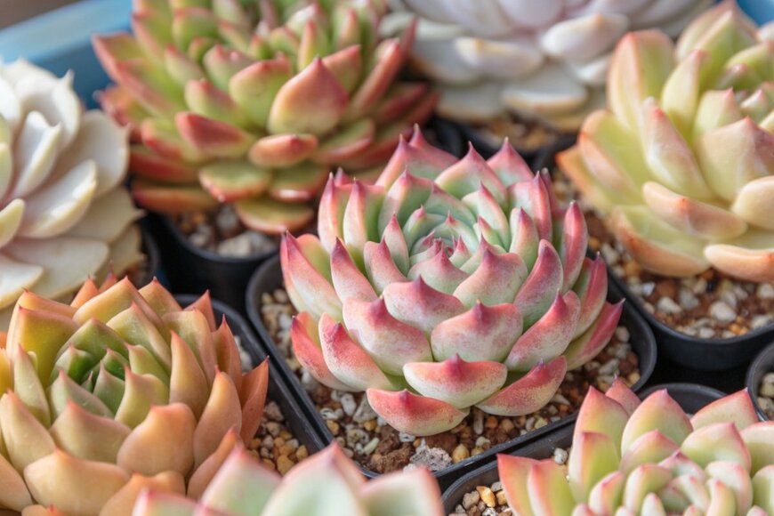  色づくエケベリア