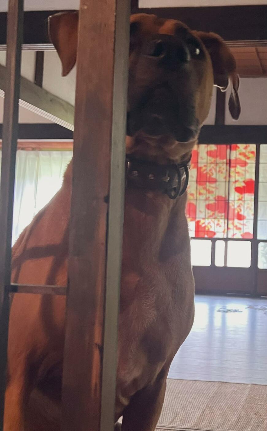 戸のむこうの土佐犬