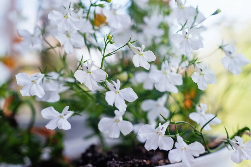 ロベリアの花。色は白。蝶が羽を広げたような形