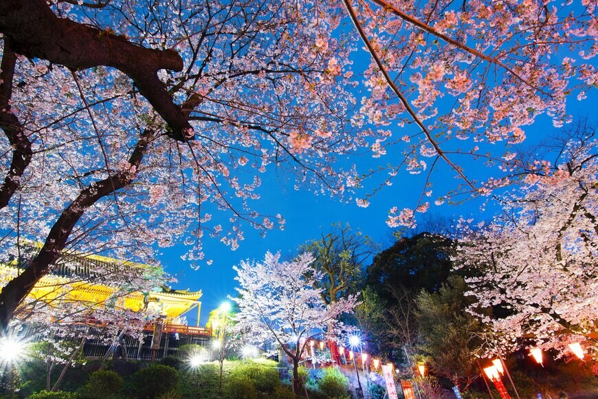 上野公園の夜桜と屋台