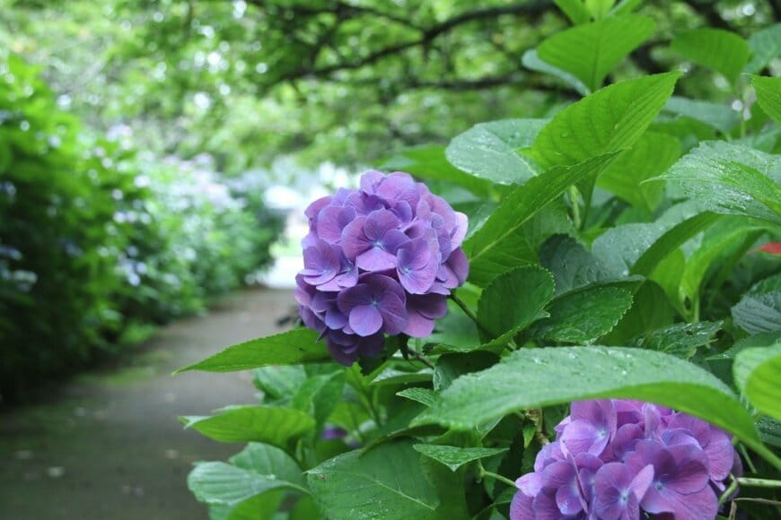 紫色のアジサイの花