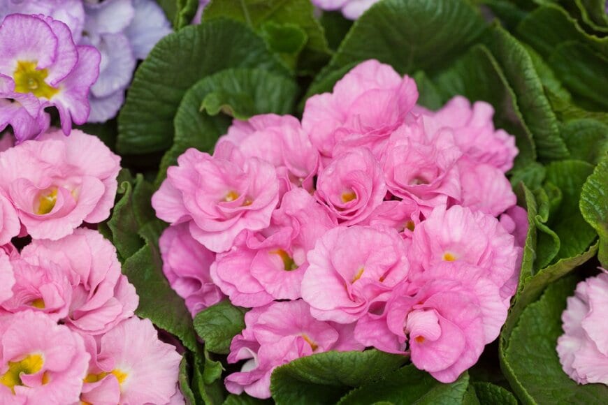 ピンクのバラ咲きの花を咲かせている、プリムラ・ジュリアン