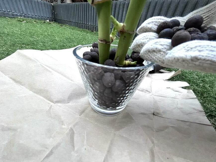 キャンドゥ「ミリオンバンブー」