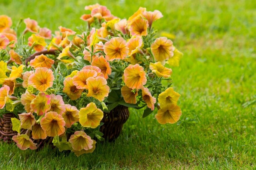 ペチュニアの花が咲いている。色は黄色。
