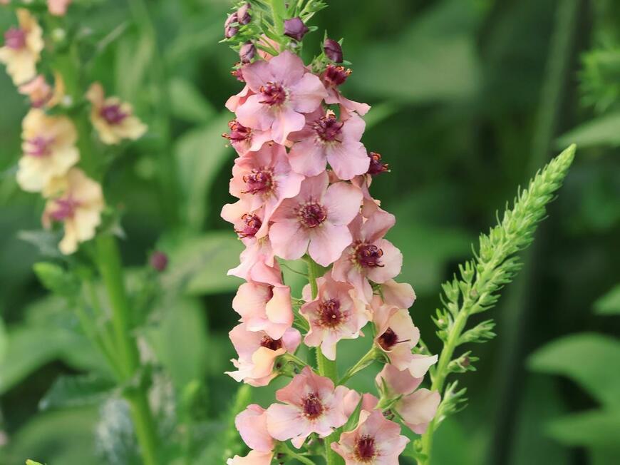 ピンク色のバーバスカムの花