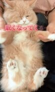【これぞ冬の猫ちゃん】ぬくぬくした結果？！「ダメになっちゃった」姿が可愛すぎて大人気