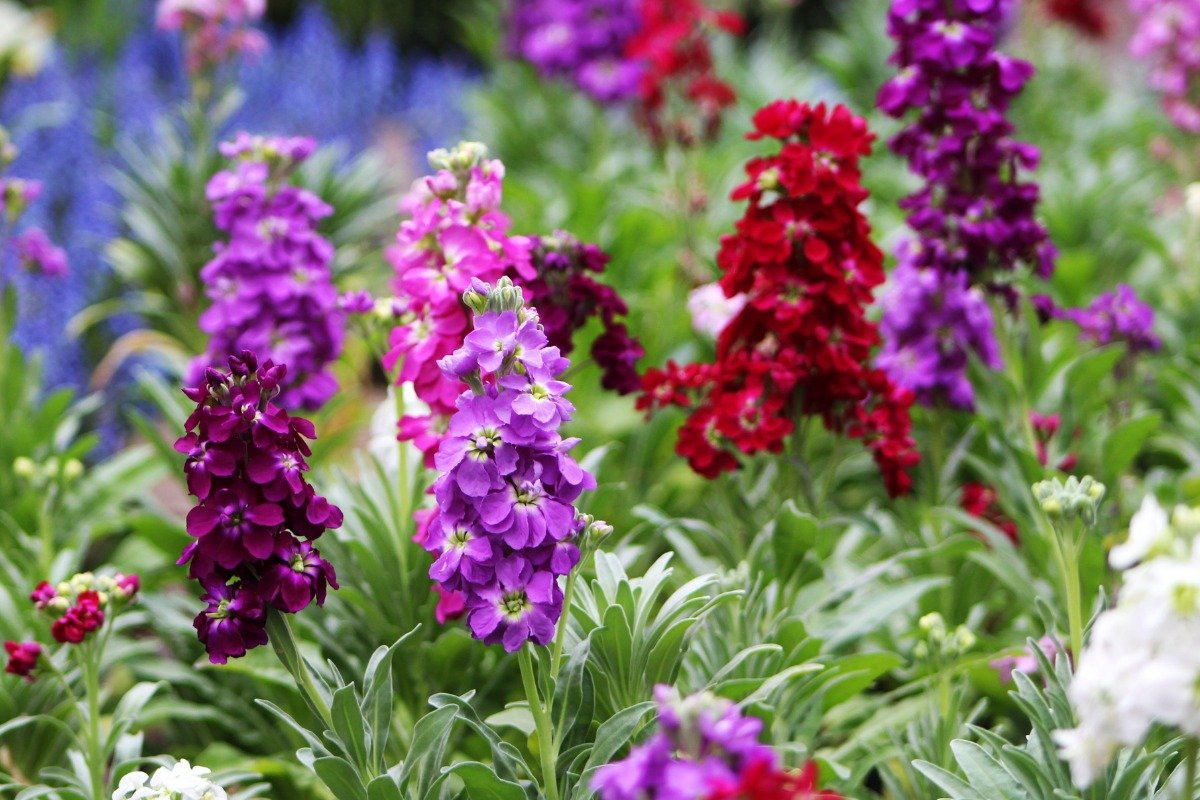 写真 | 【ガーデニング】秋冬の花壇のしっとり感が上がる＆今年こそ植えたい「大人シックな花たち」6選【ガーデニングアーカイブ2022/9 ...