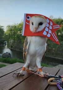 【コスプレフクロウ】こいのぼりのコスチュームにたくさんの「かわいい」の声！こどもの日を楽しむフクロウ