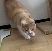 「反則だよw」おもちゃを前にした猫の「全力すぎる行動」に爆笑！予想外の光景が話題