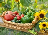 【食費節約の救世主】うちの庭に「植えてよかった」育てやすい夏野菜4選！今が植えどきです