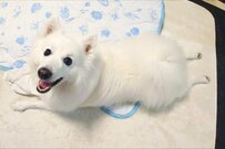 【よく見ても分からない】かわいい愛犬に違和感　「果物とシンクロ」している1枚に目を疑う