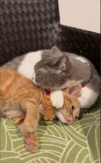 【耐える猫】毛づくろいされる猫の顔をよく見ると…なんとも複雑な表情に思わず大爆笑