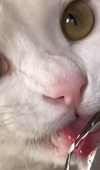 猫ちゃんの水飲み姿をスロー＆ドアップにした新鮮な一枚に注目「めちゃカメラ目線」 大迫力のドアップが話題に