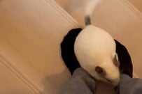 従順なワンちゃん？飼い主を猛スピードで追いかけるチンチラさんに反響！「可愛すぎます」「うちの子は絶対しない」の声