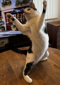 【ラジオ体操する猫】後ろ足で立ち上がって、両手を高く上げる姿が可愛い