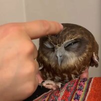 【甘ったれモードのフクロウ】マッサージにとろけていたら…中断に「え？終わり？」とジト目