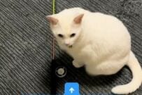 「元保護猫」の4匹で暮らしていると…　飼い主のことが大好きすぎる「猫たちの行動」に笑ってしまう