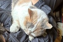 「在宅ワーク最高です」猫ちゃんがいる仕事場にホッコリ