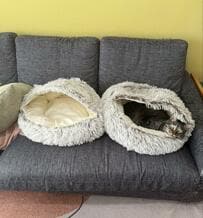 「何でやねん」猫に好評だったベッドを2つ購入　想定外の使い方が126万表示