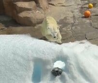 【神戸市立王子動物園】「日本の気温はちょっときつい...」雪山で気持ちよさそうに遊ぶホッキョクグマに癒される人が続出（兵庫県）
