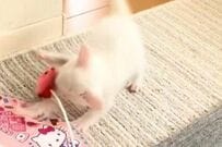 おもちゃで遊ぶ「子猫の5年後」に思わず二度見　まさかの成長ぶりに「愛おしさで涙が出そうに…」