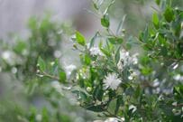 初夏にいい香りの花が咲く【小さめシンボルツリー】狭い庭や玄関先でも楽しめる《中低木》4選