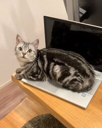 PCに乗る猫を移動させると…「やっぱり」なネコハラに笑ってしまう
