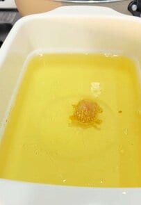 まさかのハプニングにほっこり！ソーセー人が“謎の動物”に変身？！お弁当にゆるキャラが仲間入り