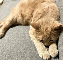 「ご飯、はよ」丸くてかわいい猫がご飯を待つ”圧”がすごい　重厚なプレッシャーを与える姿に思わず二度見