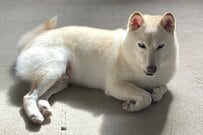 散歩と聞いて「ルンルンでハーネス」をつけた犬　その後に発生した「まさかの展開」に思わず困惑