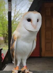 【キョロキョロフクロウ】フリフリした首の動きのダンスに「かわいい」の声！