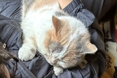 「在宅ワーク最高です」猫ちゃんがいる仕事場にホッコリ