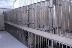 6年間放置されてきた老犬を保護、過酷な環境を乗り越えて新たな幸せをつかむ姿に安堵の声